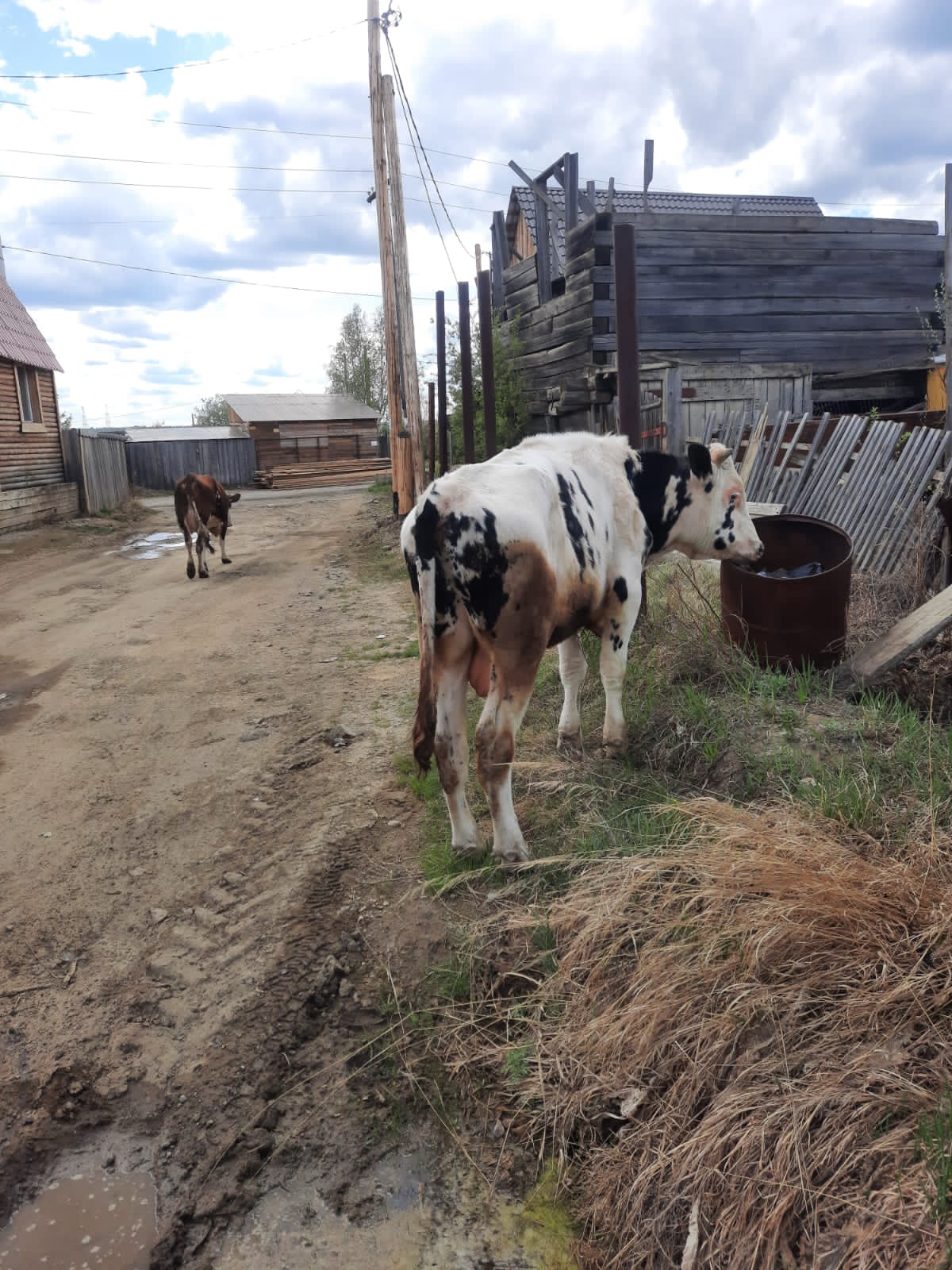 Манна ынах сиирэ туох да суох
