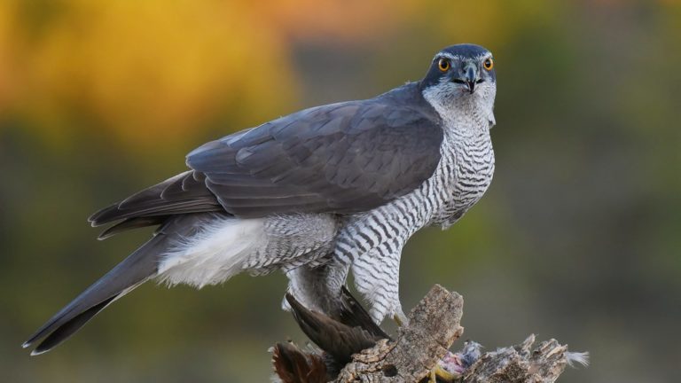 Accipiter gentilis 768x432