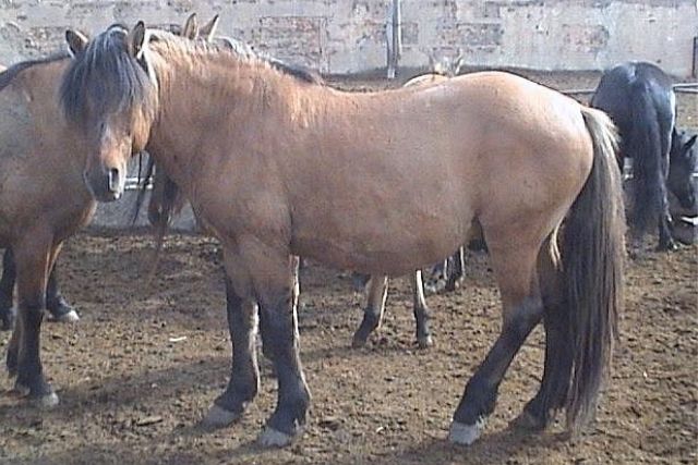mugalzharskaya poroda loshadej