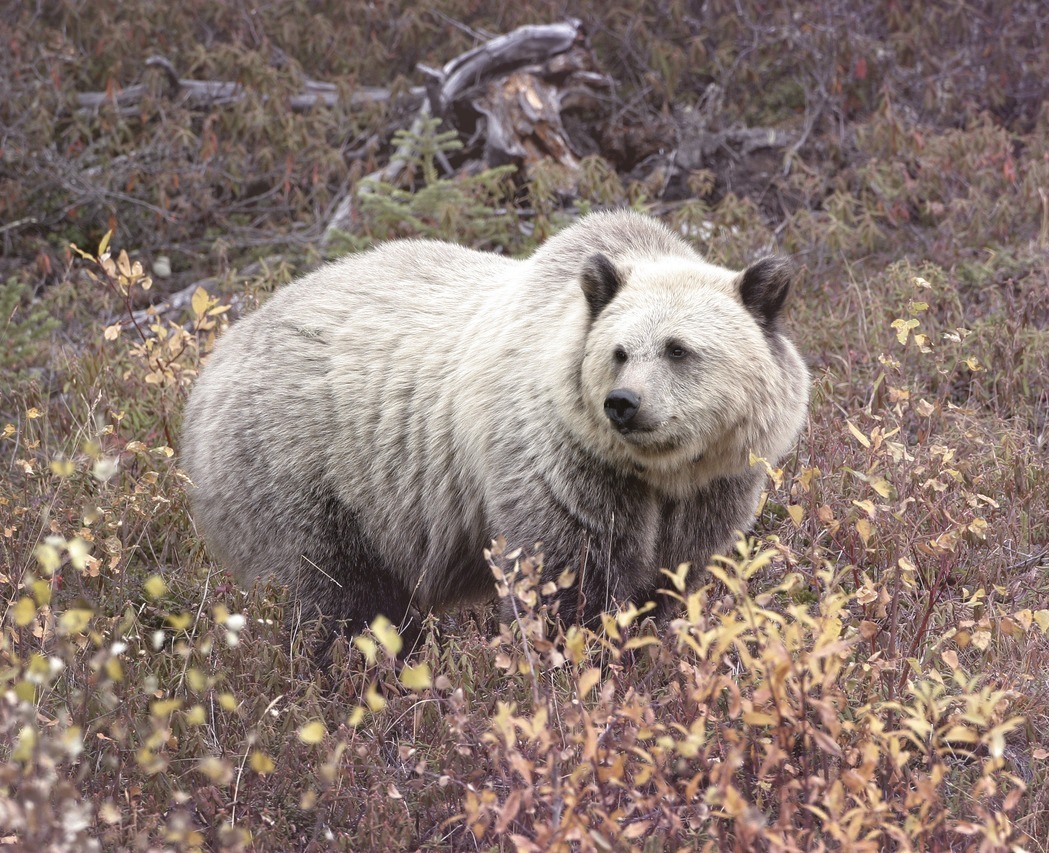 WOPA070227_D004