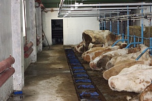Delaval
