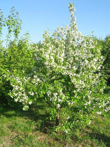 mir7