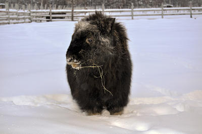muskox02 400