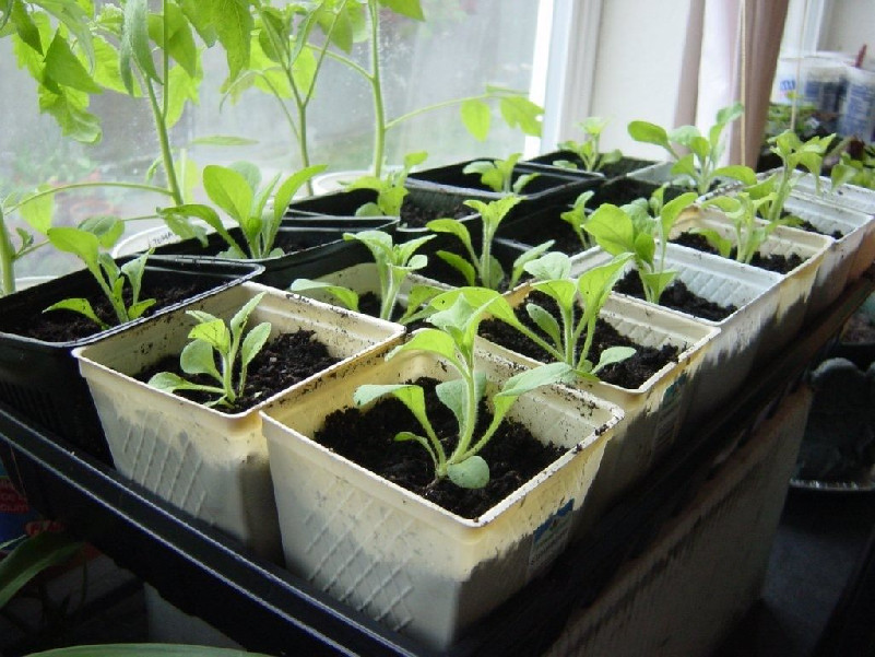 petunia seedling