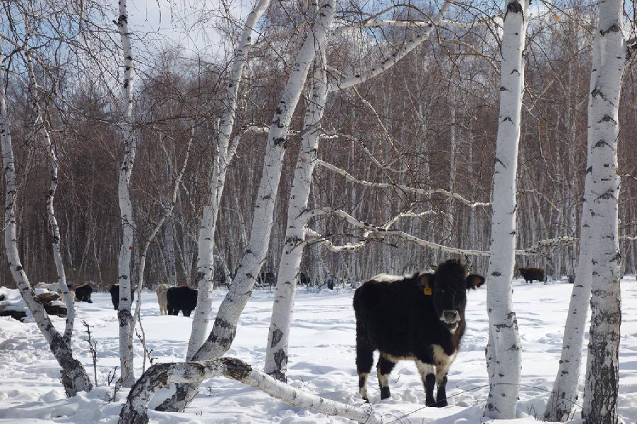 sakha1