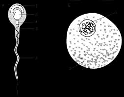 sperms