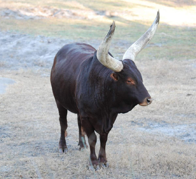tur unichtozhennyj predok evropejskogo domashnego skota animalreader.ru 