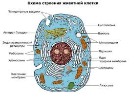 ug1