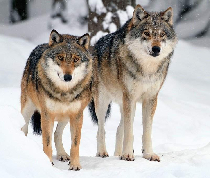 volk