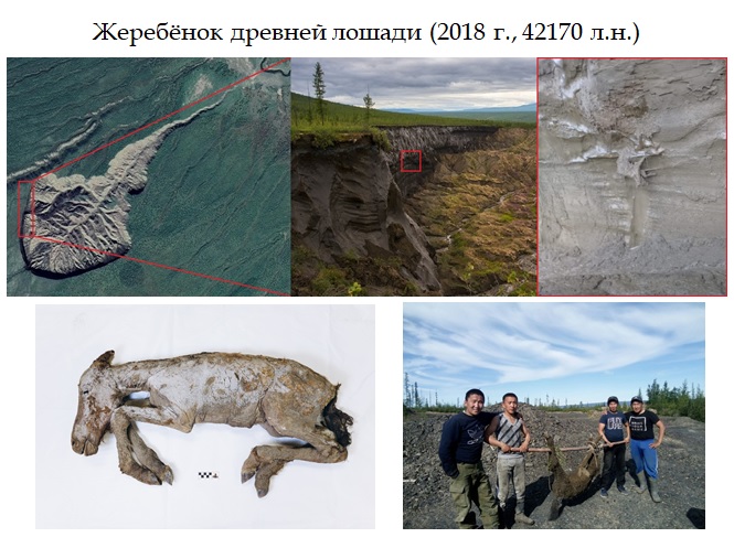 Жеребенок