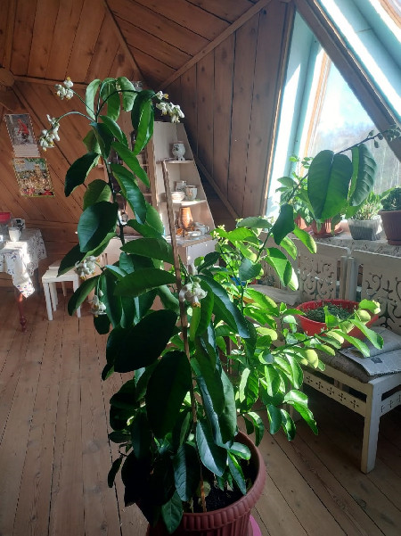 Халыма лимона