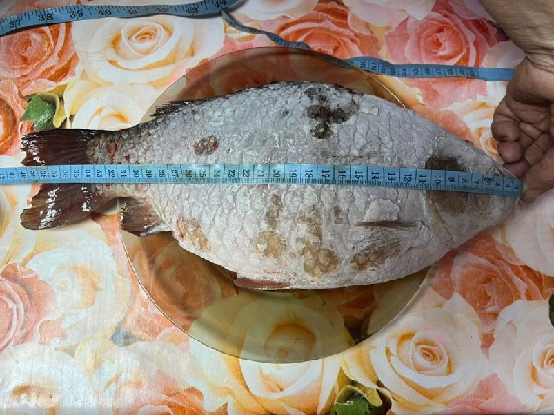 балык2