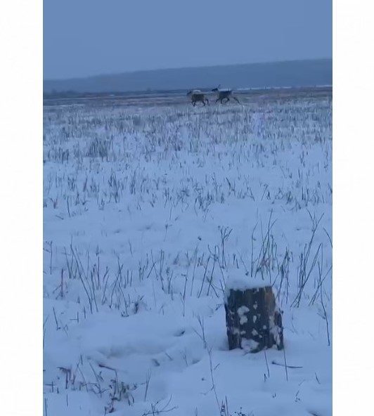 кЫЫЛ ТАБА