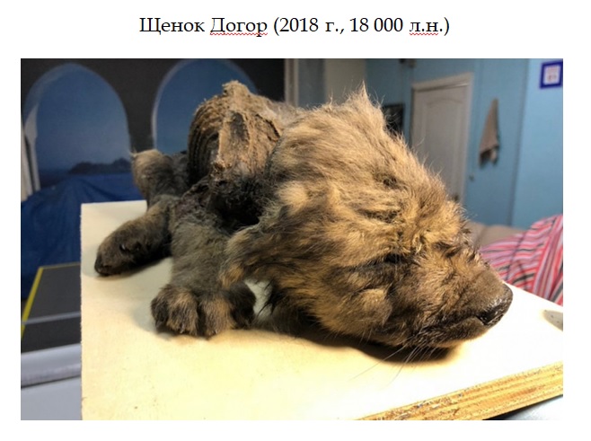щенок