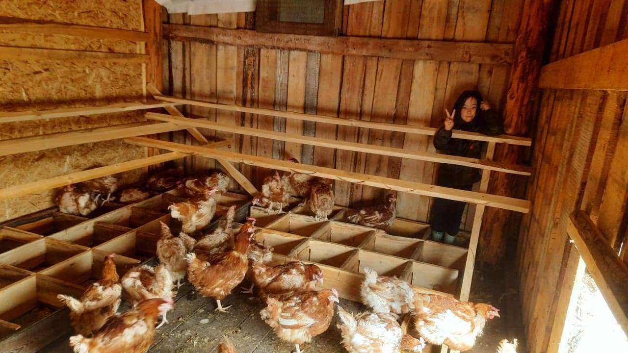 Сымыыттыыр кууруссалар